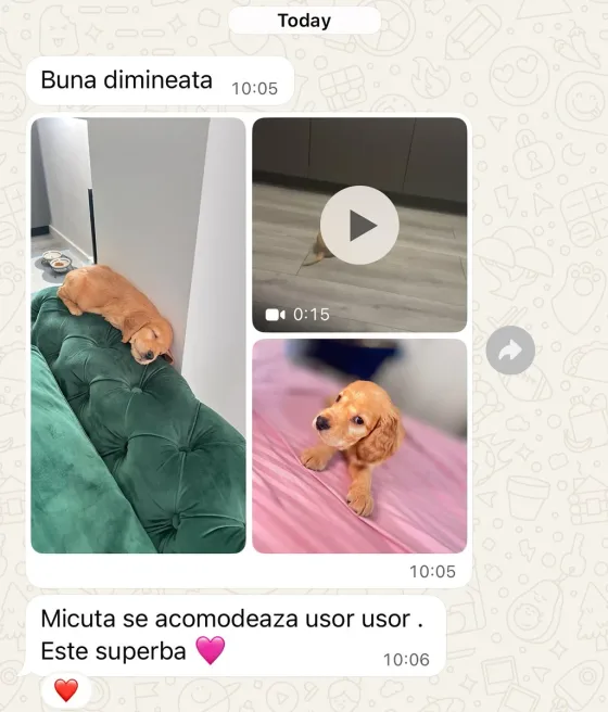 🌸🐶 Egy kis Cocker Spaniel, aki meghódítja a szíveket 🐶🌸 „A kislány lassan-nassan beilleszkedik. Csodálatos 💜” – így szól az örömteli üzenet ennek a Cocker Spaniel hercegnőnek 