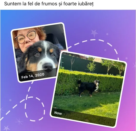 Ciobănesc de Berna mascul recenzie.