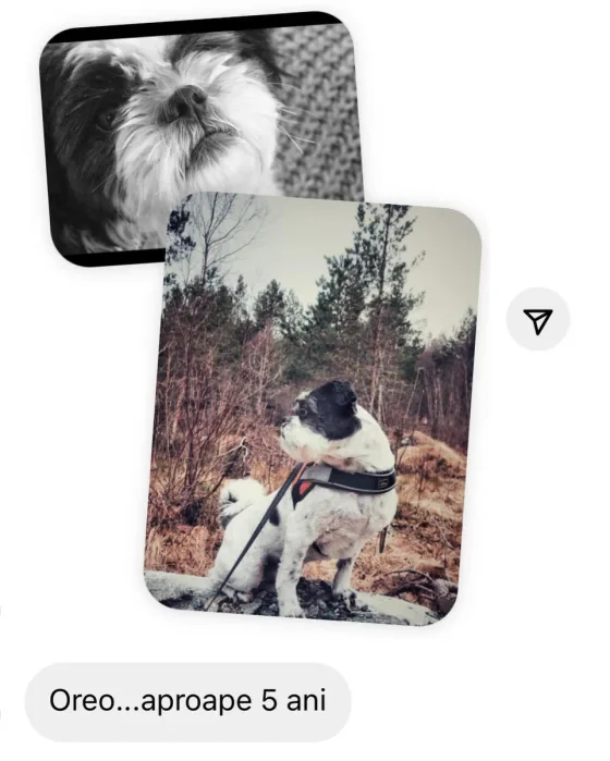 Recenze psa Shih Tzu, 5 let.