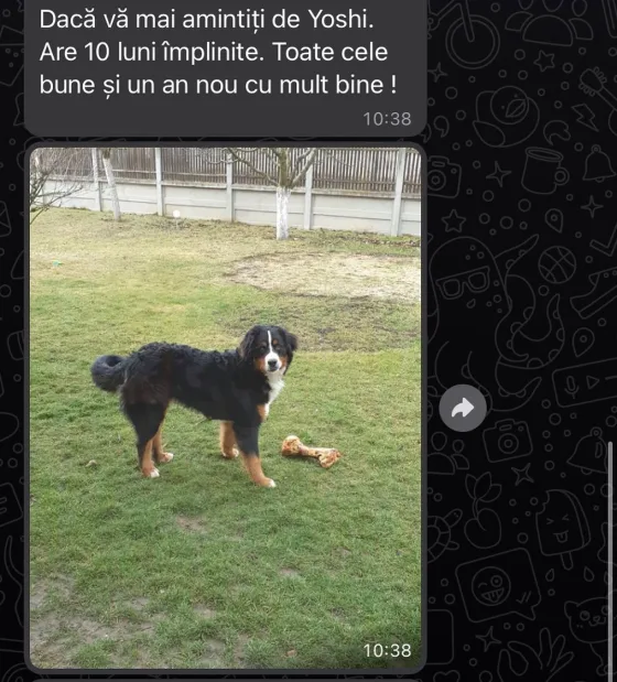 Recenzie Ciobănesc de Berna.