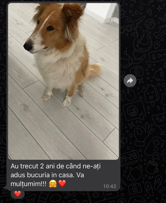 Schotse Collie herdershond recensie.