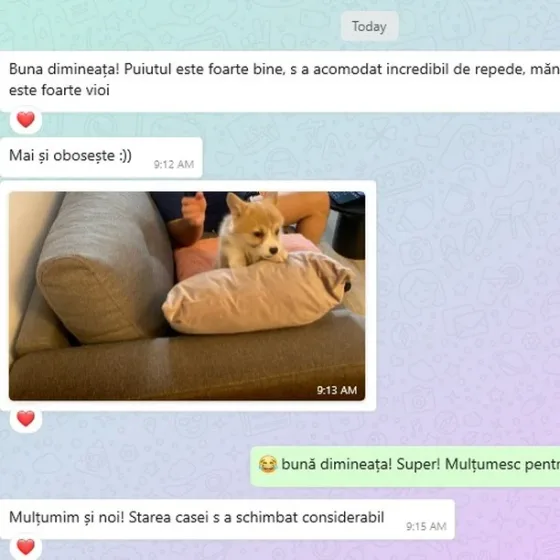 Mannelijke Pembroke Corgi review.