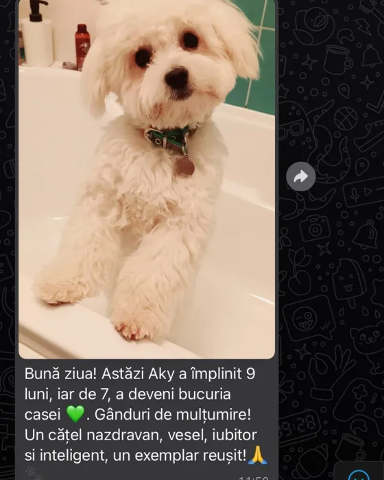 Mannelijke Bichon Bolognese recensie.
