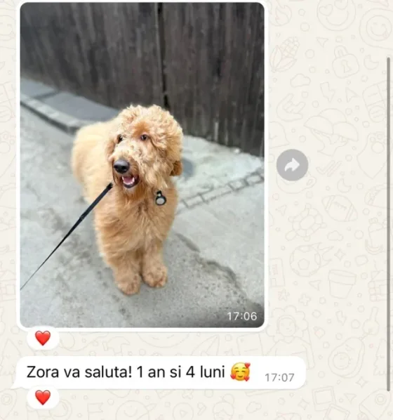 Recenze fenky Goldendoodle.