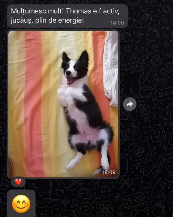 Mannelijke Border Collie recensie.