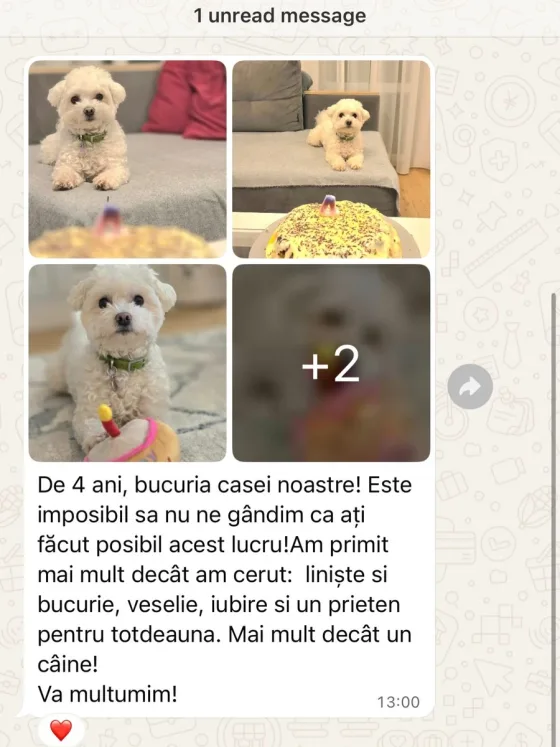🤍 Bichon Bolognez – iubire care crește în timp