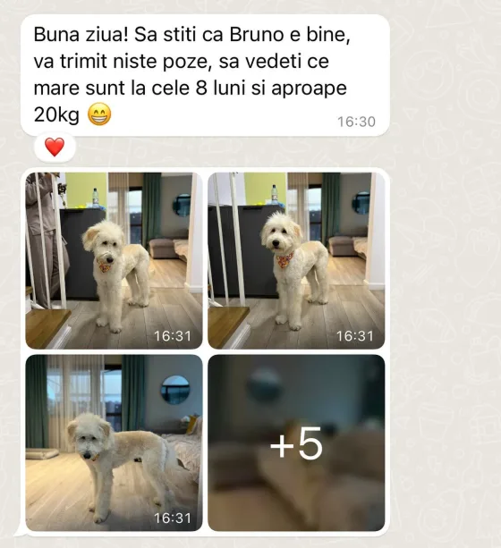 Recenze psa Goldendoodle.