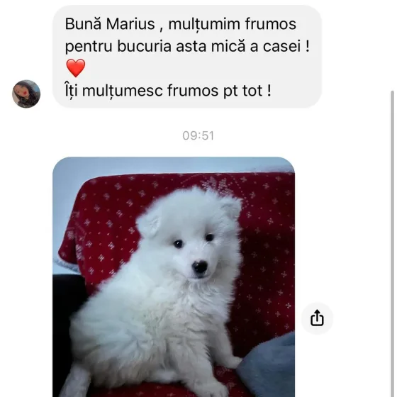 Mannelijke Samojeed recensie.