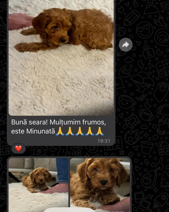Hündin Cavapoo Bewertung.