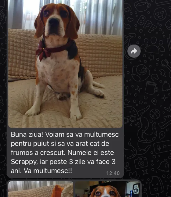 Recenze tříbarevného beagle.