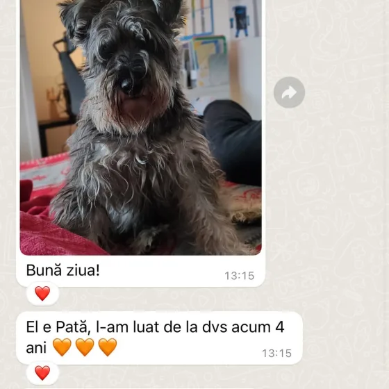 Mannelijke Dwerg Schnauzer review.