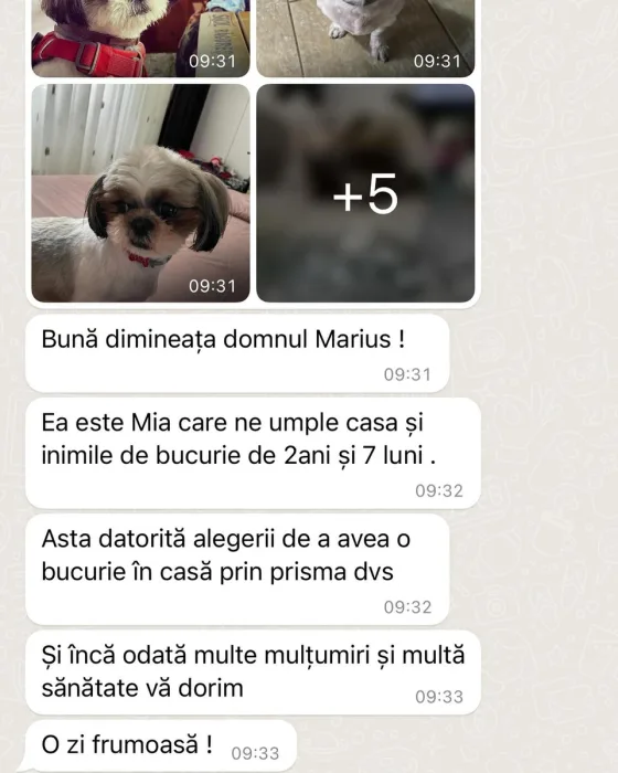 Recenze fenky Shih Tzu, 2 roky a 7 měsíců.