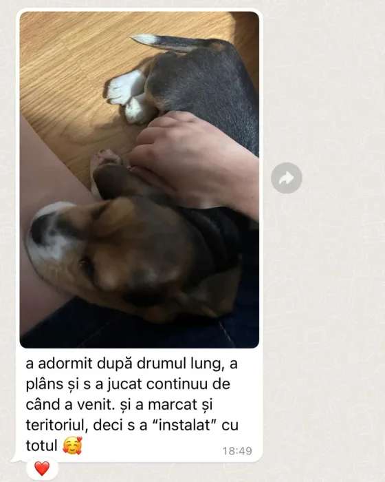 Recenze fenky Beagle.