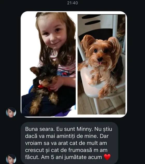 Recenze fenky jazvečík Jorkšírský teriér.