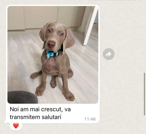Weimaraner review.