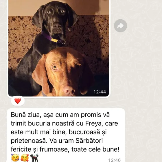 Vrouwelijke Weimaraner review.