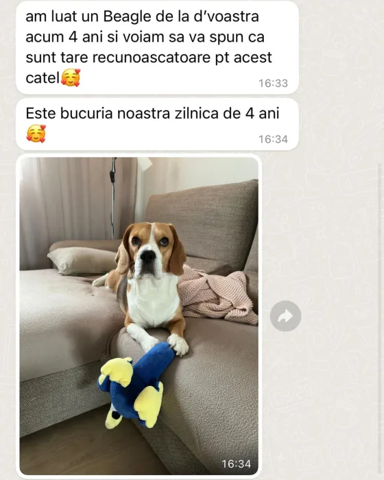 Recenze tříbarevného Beagla.