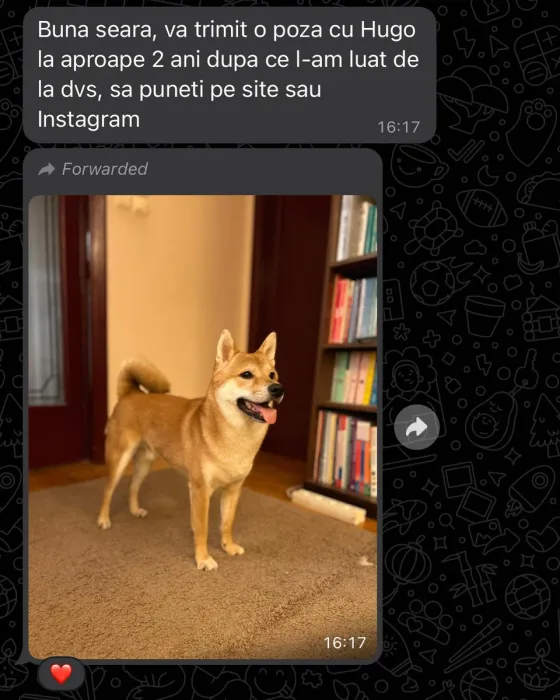 Mannelijke Shiba Inu review.