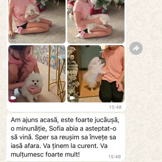 Pomeranian alb recenzie.