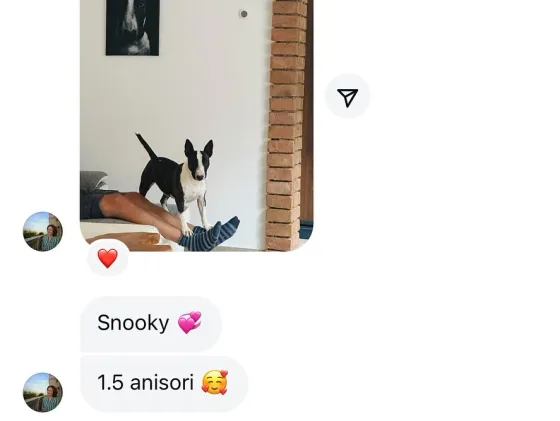 💖🐾 Snooky – energia és vidámság egyetlen lélekben! 🐾💖 Mindössze 1 és fél éves, Snooky, az életvidám bull terrierünk, naponta örömet és lendületet hoz családjába. 💕 Egy erős sz