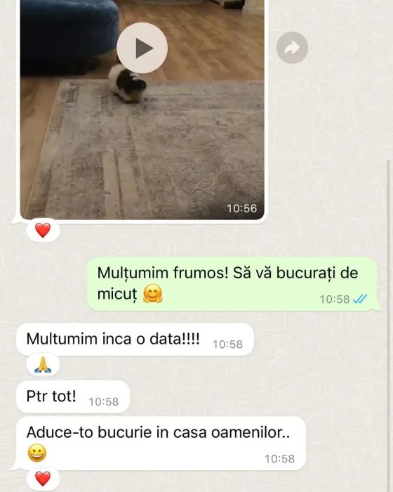 Recenze Shih Tzu.