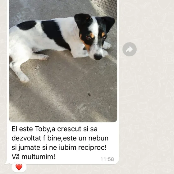 Recenze psa Jack Russell Terrier.