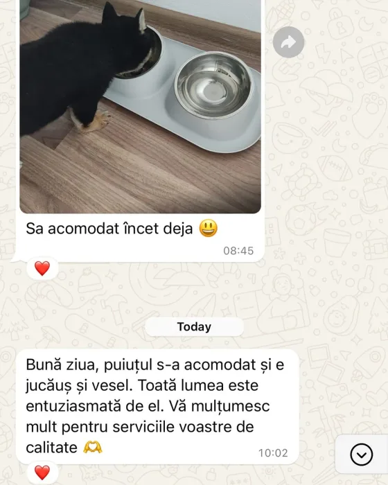 Kokuryuu, een schattige Shiba Inu, heeft zich al perfect aangepast aan zijn nieuwe familie! Het was liefde op het eerste pootje en nu geniet hij van verwennerij, spelen en veel gen