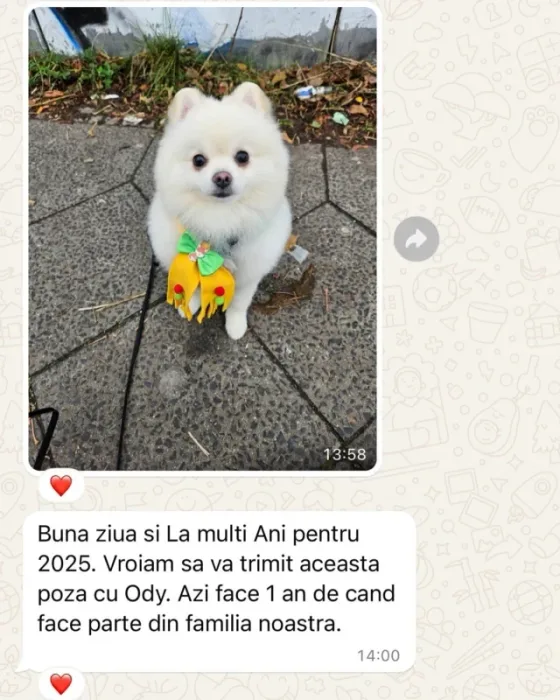 Pomeranian alb recenzie.