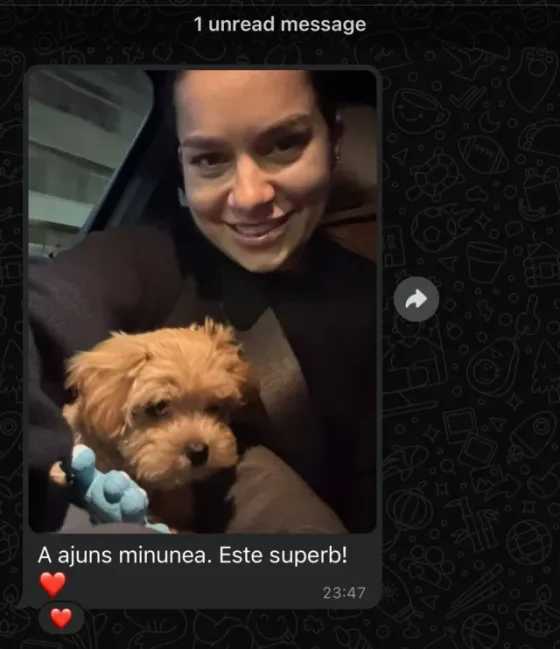 Mannelijke Maltipoo recensie.