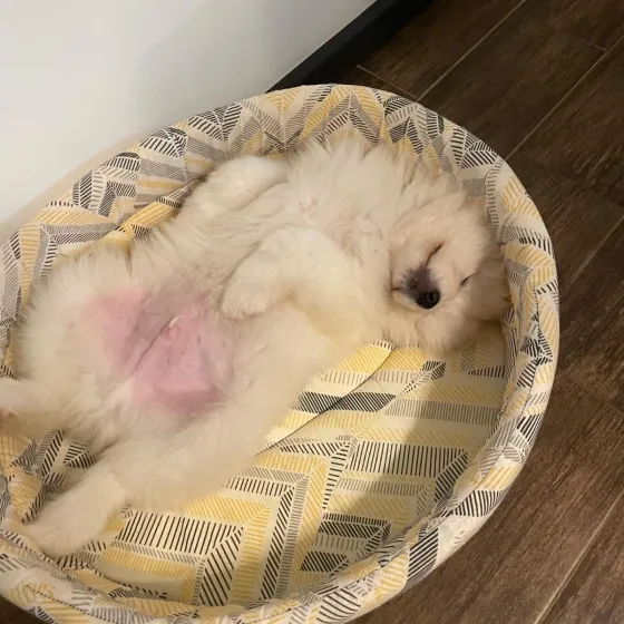 „Viața de Samoyed e grea… mai ales după atâta joacă și răsfăț 🤍😴