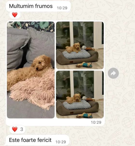 Standard barack Caniche.