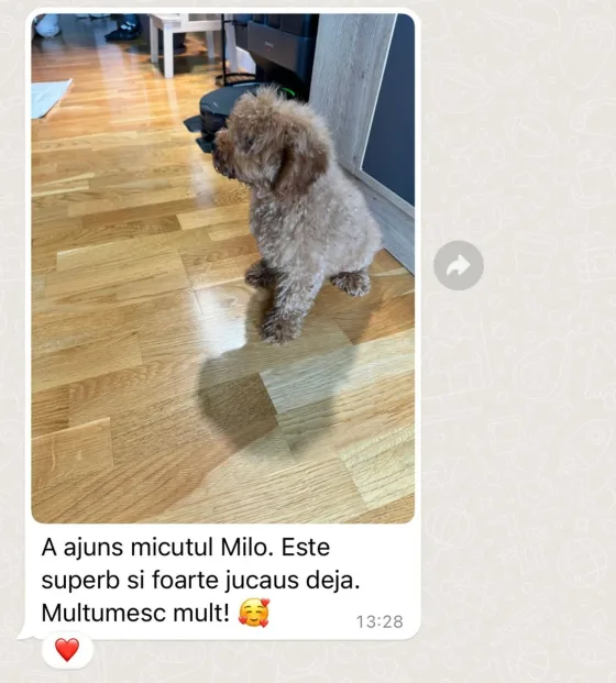 Cavapoo F1B Bewertung.