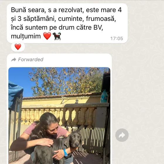 Vrouwelijke Weimaraner review.
