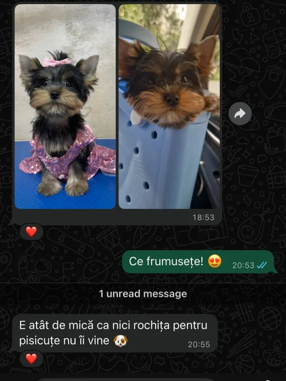 💎🐶 Egy Yorkshire Toy hercegnő, olyan kicsi, hogy még a cicaruha sem jó rá! 🐶💎 Új családja máris el van bűvölve ennek a bájos kislánynak a törékenységétől és szépségétől. 💕 Bár