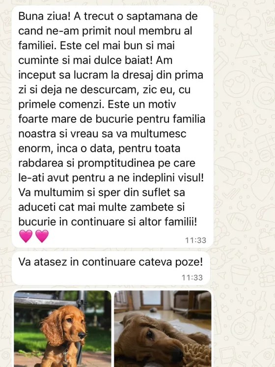 🐾❤️ Egy kis kan Cocker Spaniel, aki meghódítja a szíveket! ❤️🐾 Egy hete ez az édes Cocker Spaniel kölyök hatalmas örömet hozott családjába. 💕 Szófogadó, szeretetteljes, és már a
