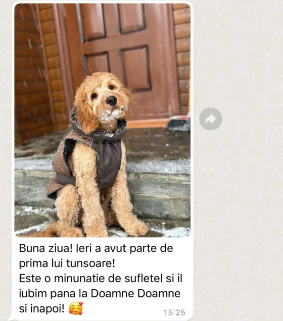 Recenze psa Goldendoodle.
