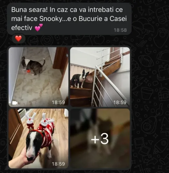 Recenze Bull Teriera.