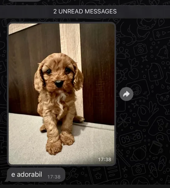 Recenze rezavého samce cockapoo.
