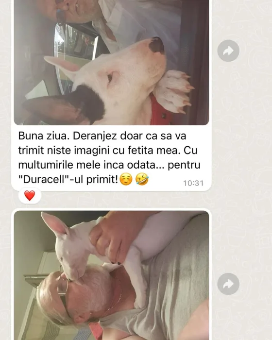 Recenze fenky Bull Terrier.