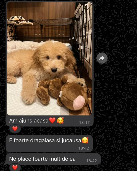 Recenze fenky Goldendoodle.