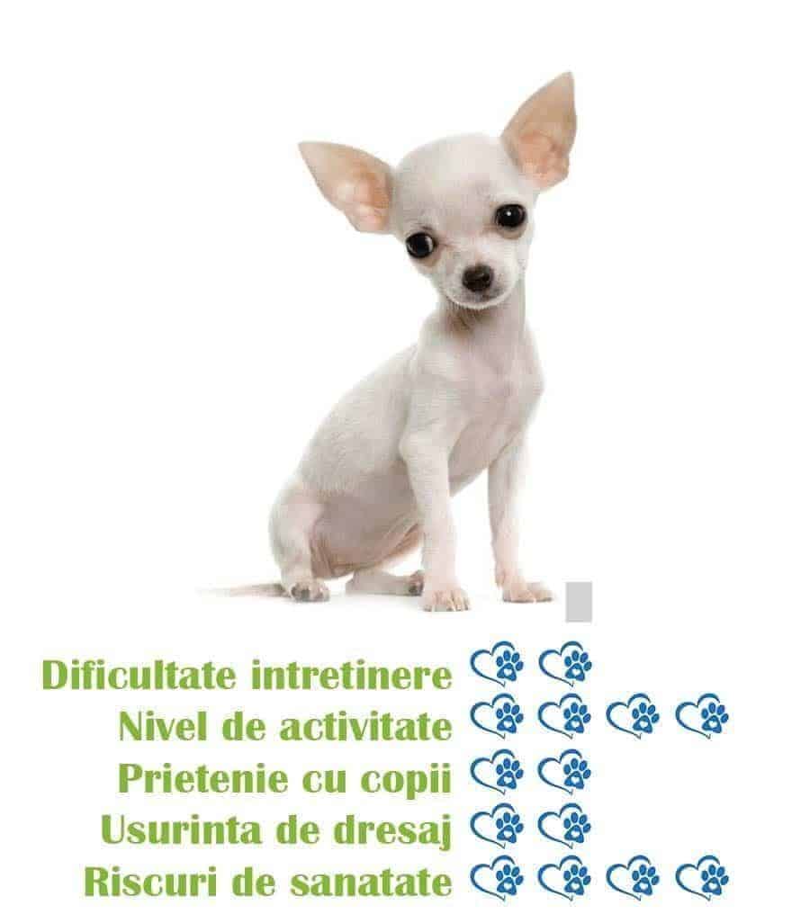 Chihuahua Toy de vanzare