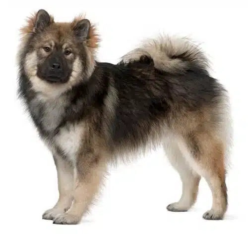 Eurasier de vanzare